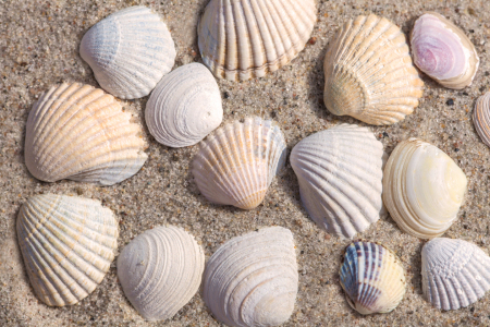 Bild-Nr: 11263176 Muscheln Erstellt von: HeschFoto