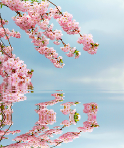 Bild-Nr: 11367077 Kirschzweige Erstellt von: SusaZoom