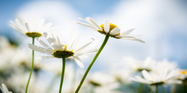 Bild-Nr: 11525201 Margerite Erstellt von: Richard-Young