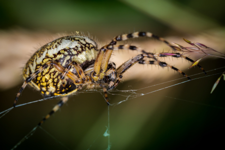 Bild-Nr: 11528122 Eichblatt-Radnetzspinne Aculepeira ceropegia Erstellt von: Richard-Young