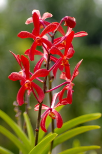 Bild-Nr: 11538366 Orchidee Erstellt von: Bianca Schumann