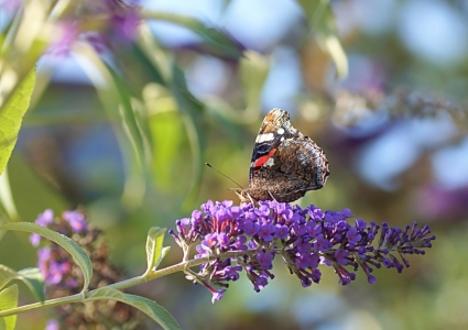 Bild-Nr: 11548858 Bunter Sommer Erstellt von: youhaveadream