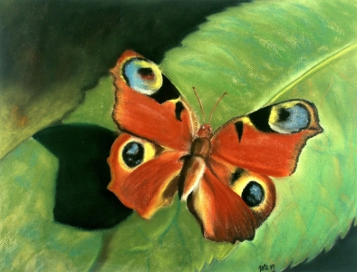 Bild-Nr: 11561442 Tagpfauenauge Erstellt von: MoNoir