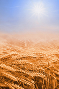 Bild-Nr: 11578738 Erntezeit Erstellt von: SusaZoom