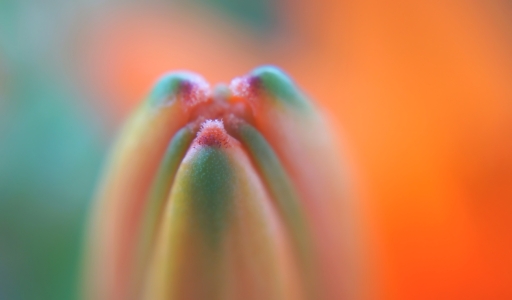 Bild-Nr: 11582858 Lilien - Knospe Erstellt von: MoNoir