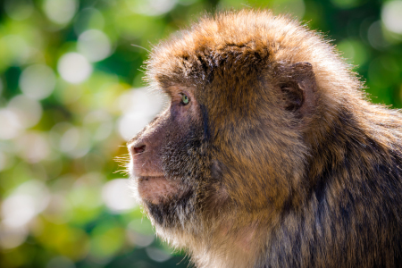 Bild-Nr: 11588420 Berberaffe , Macaca sylvanu Erstellt von: Richard-Young