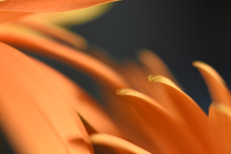 Bild-Nr: 11592933 Blütenblätter Erstellt von: uwejaeger