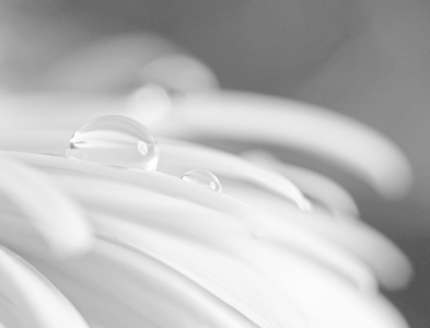 Bild-Nr: 11592941 Tropfen auf dem Blütenblatt Erstellt von: uwejaeger