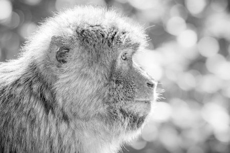 Bild-Nr: 11593108 Berberaffe , Macaca sylvanu Erstellt von: Richard-Young