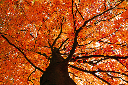 Bild-Nr: 11617153 Herbststimmung  im Oktober Erstellt von: uwejaeger