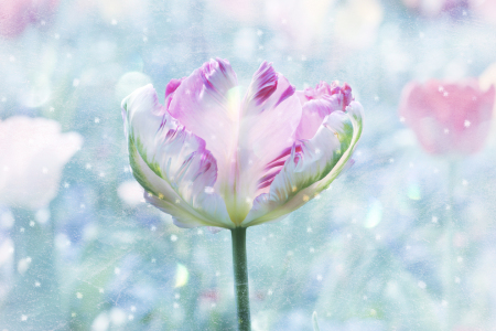 Bild-Nr: 11642084 Frühlingstulpe mit Textur Erstellt von: SusaZoom