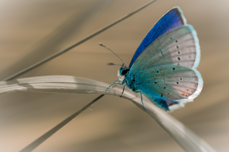 Bild-Nr: 11681860 in der Wiese Erstellt von: Richard-Young