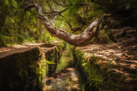 Bild-Nr: 11719378 Lorbeerwald Erstellt von: MK-Fotowelt