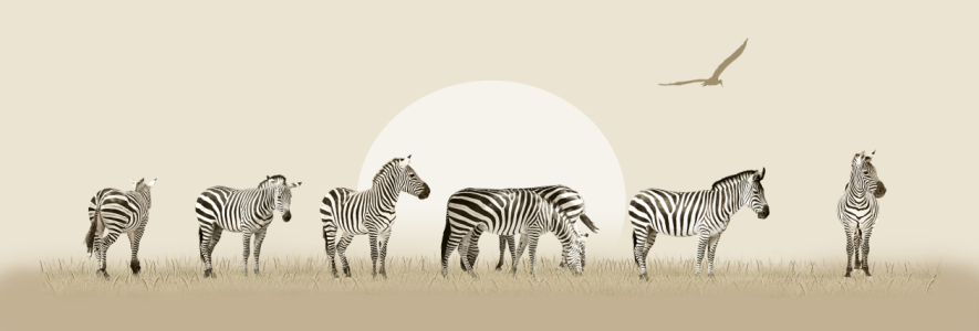 Bild-Nr: 11747986 Zebraherde in Panorama Erstellt von: Mausopardia