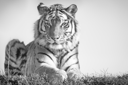 Bild-Nr: 11761594 Sibirischer Tiger Erstellt von: Richard-Young