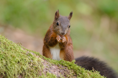 Bild-Nr: 11813502 Futterndes Eichhörnchen Erstellt von: sh-picture
