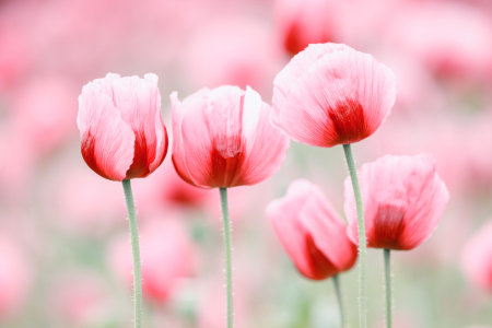 Bild-Nr: 11838081 Fünf Mohnblüten Erstellt von: Daniela Beyer