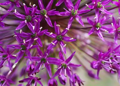 Bild-Nr: 11858978 Allium Erstellt von: MoNoir