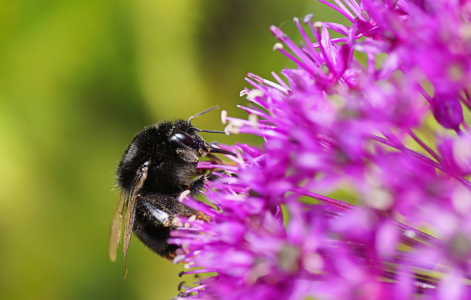 Bild-Nr: 11858981 Bombus Erstellt von: MoNoir