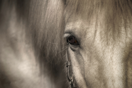 Bild-Nr: 11878873 Islandpferdeporträt Erstellt von: agilekna