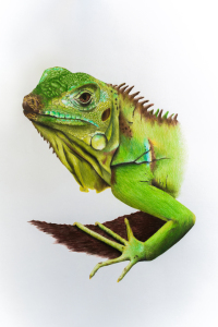 Bild-Nr: 11926097 Grüner Leguan Erstellt von: Richard-Young