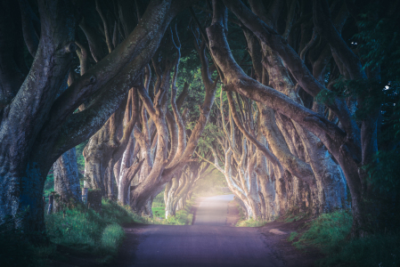 Bild-Nr: 11926835 Irland - The Dark Hedges Erstellt von: Jean Claude Castor