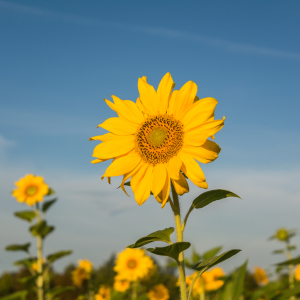 Bild-Nr: 11927911 Sonnenblume Erstellt von: luxpediation