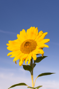 Bild-Nr: 11927915 Sonnenblume am Himmel Erstellt von: luxpediation