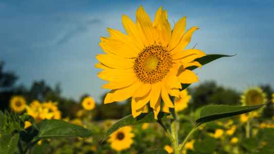 Bild-Nr: 11927920 Sonnenblumen Erstellt von: luxpediation