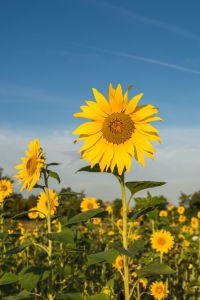 Bild-Nr: 11929429 Sonnenblumen Erstellt von: luxpediation