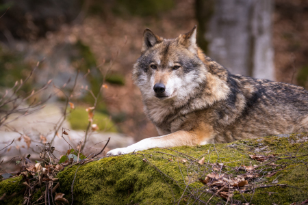 Bild-Nr: 11984662 Tier - Blick des Wolfs Erstellt von: luxpediation