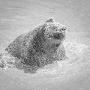 Bild-Nr: 12007789 Grizzly Bär - Wassertropfen Erstellt von: luxpediation