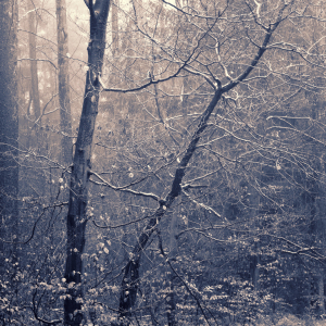 Bild-Nr: 12017249 Baum Strukturen Erstellt von: luxpediation