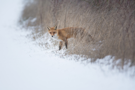 Bild-Nr: 12041078 Fuchs im Winter Erstellt von: luxpediation