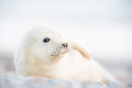 Bild-Nr: 12060737 Kegelrobbe Erstellt von: Stefan Imig