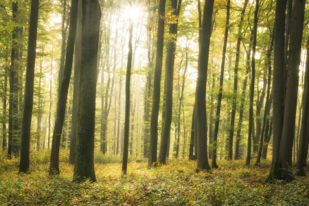 Bild-Nr: 12062644 Sonne in der Natur - sunny forest Erstellt von: luxpediation