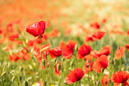 Bild-Nr: 12070683 Mohnwiese Erstellt von: Mathias-Janke