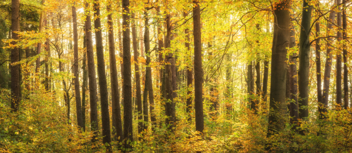 Bild-Nr: 12101741 Wald im sonnigen Herbst Erstellt von: luxpediation