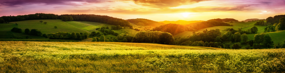 Bild-Nr: 12169061 Panorama einer blühende Wiese bei Sonnenuntergang Erstellt von: Smileus