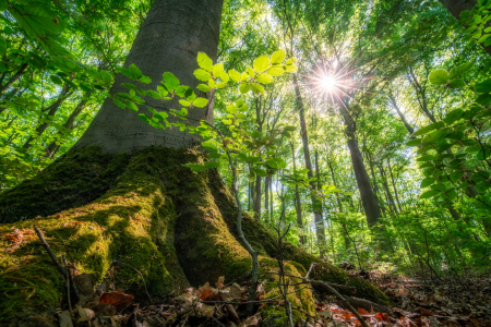 Bild-Nr: 12197349 Urige Baumwurzel im Sonnenlicht Erstellt von: eyetronic