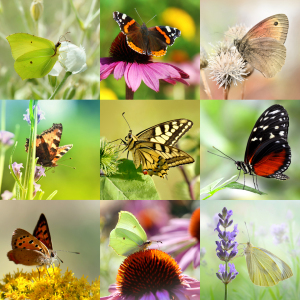 Bild-Nr: 12198827 Schmetterlinge Erstellt von: Atteloi