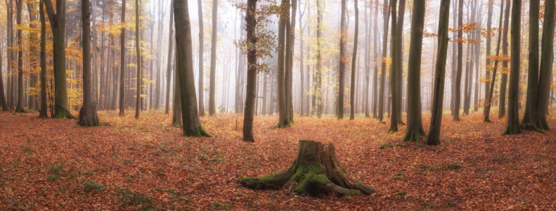Bild-Nr: 12242570 Herbstfarben im Wald Erstellt von: luxpediation