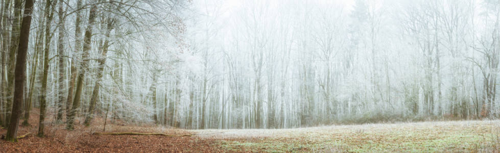 Bild-Nr: 12270148 Frost im Wald  Erstellt von: luxpediation