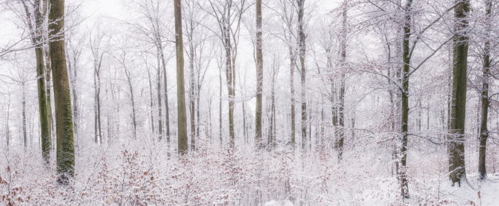 Bild-Nr: 12306537 Winterwald Erstellt von: luxpediation