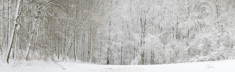 Bild-Nr: 12381959 Verschneiter Wald  Erstellt von: luxpediation