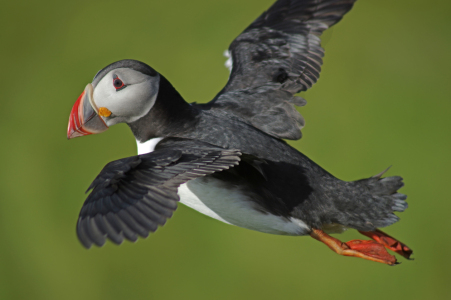 Bild-Nr: 12406082 Papageitaucher im Flug Erstellt von: reinhard Pantke