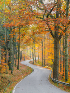 Bild-Nr: 12407659 Straße durch einen Wald im Elbsandsteingebirge Erstellt von: Michael Valjak
