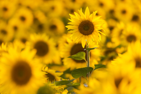 Bild-Nr: 12468897 Der Sommer ist gelb Erstellt von: Daniela Beyer