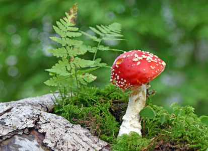 Bild-Nr: 12479663 Fliegenpilz Erstellt von: GUGIGEI