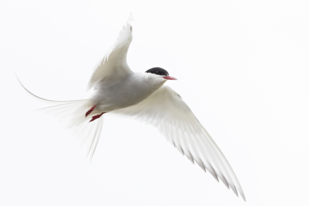 Bild-Nr: 12570123 Küstenseeschwalbe Erstellt von: Daniela Beyer